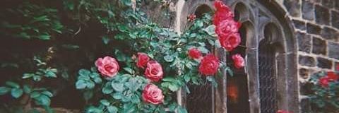 syriaa86's profile banner image