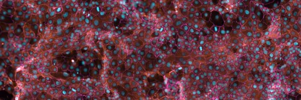 WindbergsLab Profile Banner