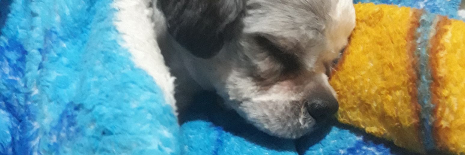 aalinifernanda's profile banner image