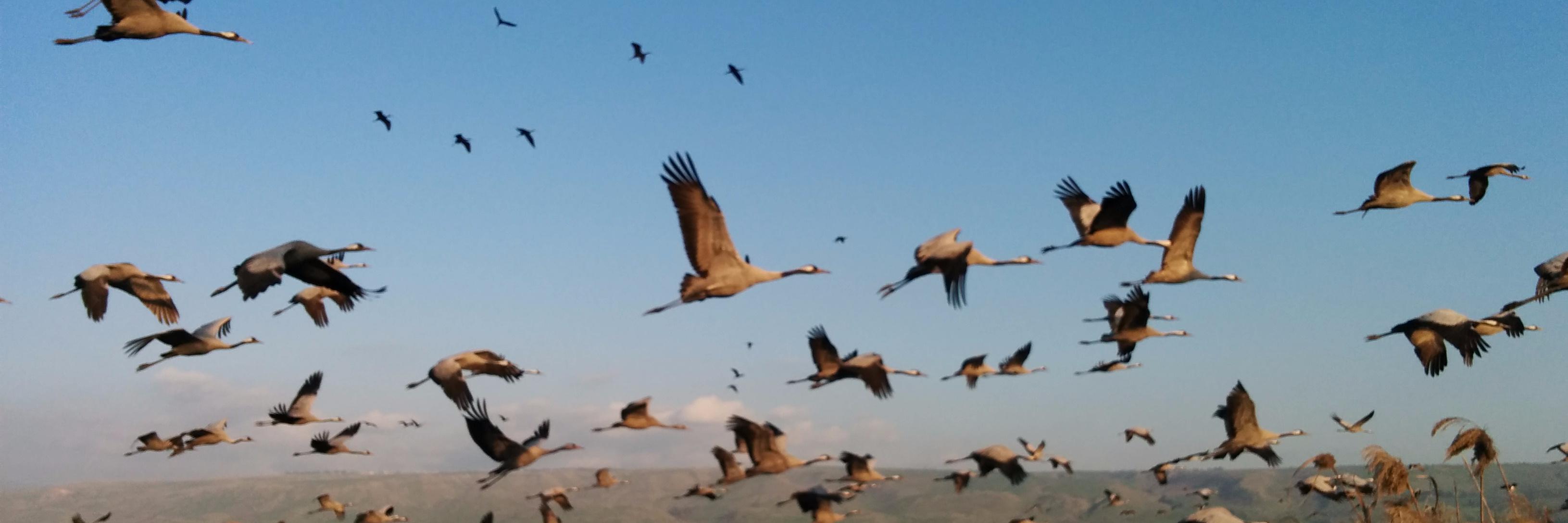 Erez Michaeli banner