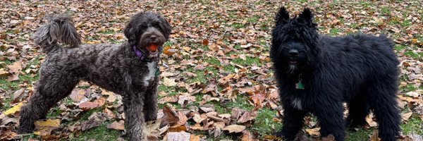 AlisonPelto Profile Banner