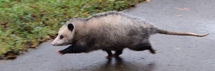 Алексей Поляринов banner