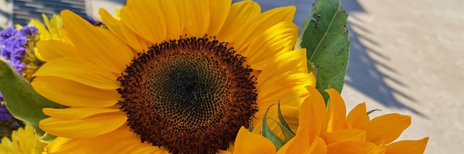 Baezarv's profile banner image