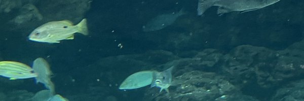 dpowderpupf Profile Banner