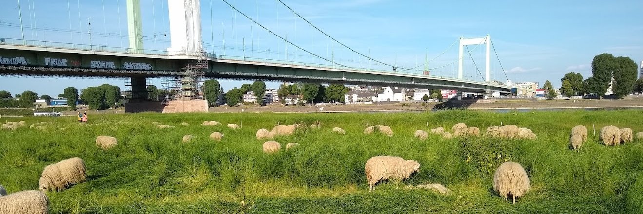 Luke Collison banner