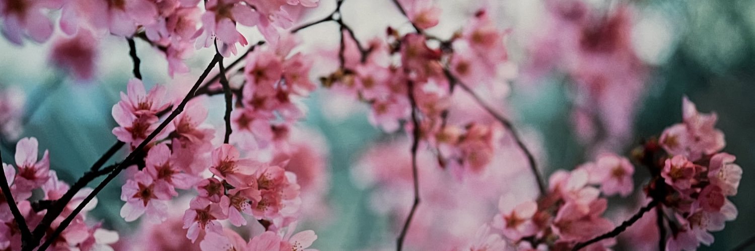 ぴよ取引垢 banner