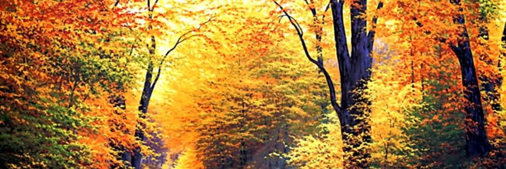 AllyssaAlves's profile banner image