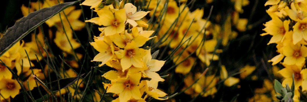 samflwrs's profile banner image