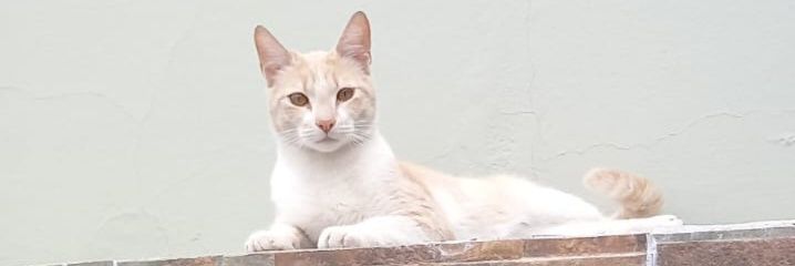 Paaustampone's profile banner image