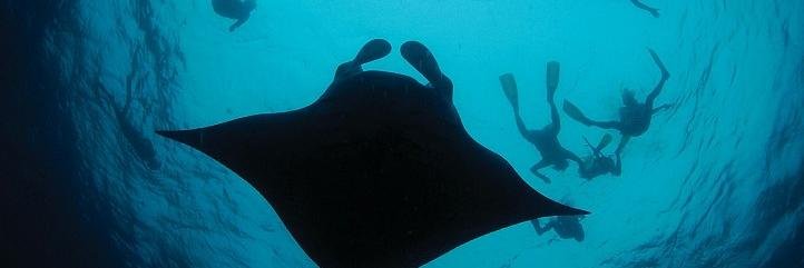 Pete Mitchell banner