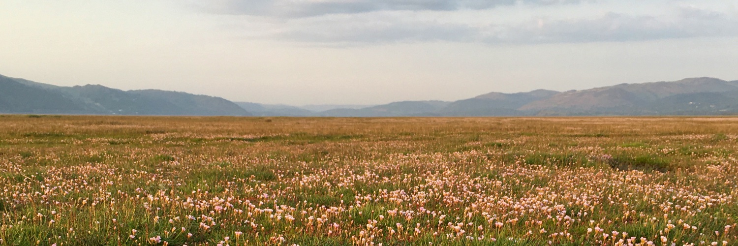 SarahJenkinson banner