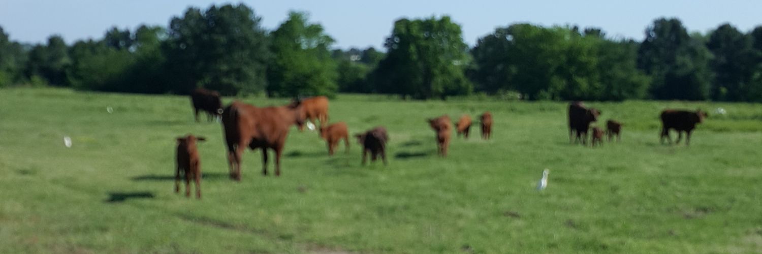 LoneStarDaddy's profile banner image