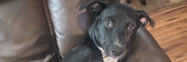 swansuh1 Profile Banner