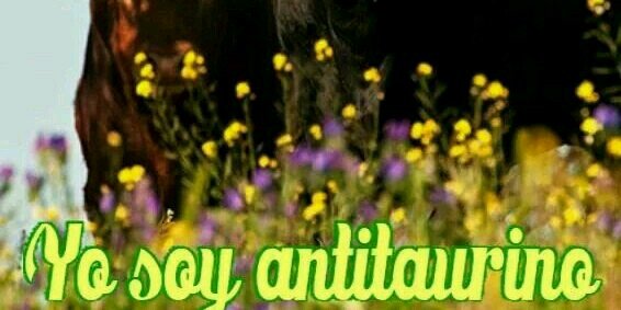 Lindsayroar's profile banner image