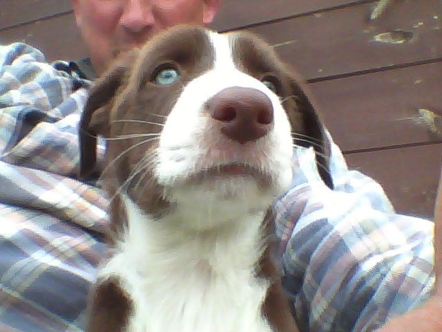sheepterrier's profile banner image