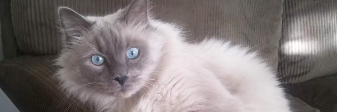 🪄 Witchy 🐈‍⬛ Woman 🔮 banner