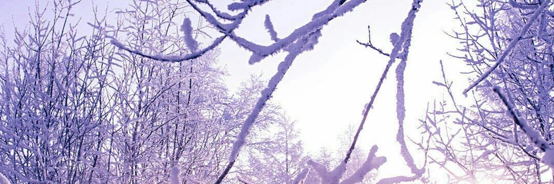 seroj's profile banner image