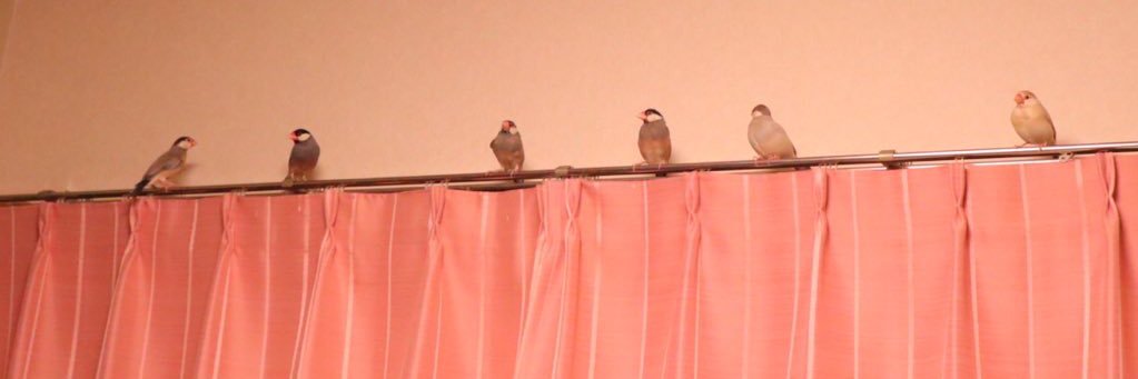 ぼぉんぶんち's banner