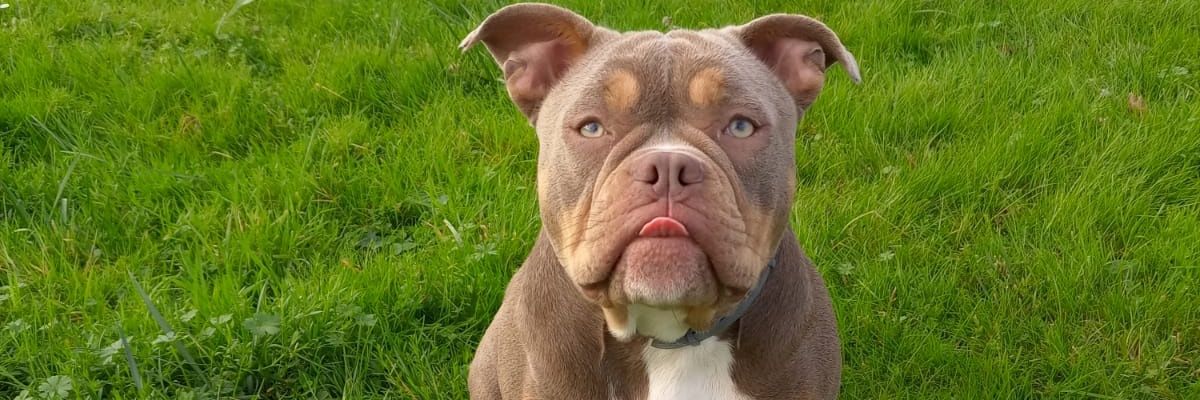 Rosy Guti🌹 banner