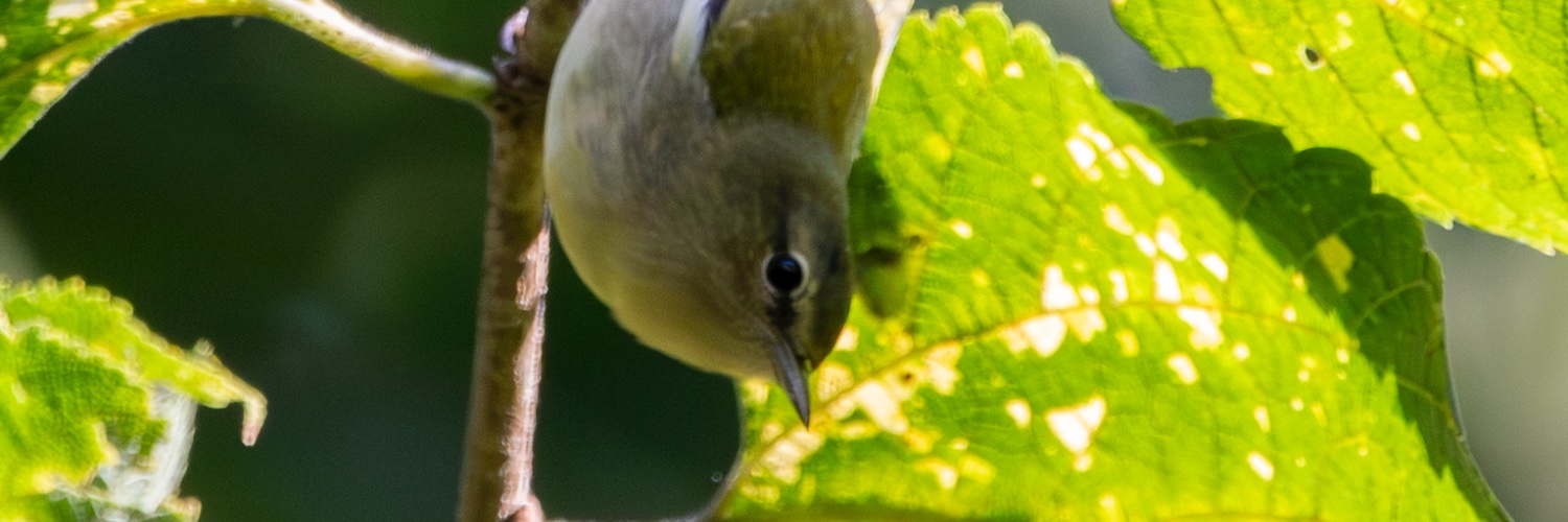 DavidLikesBirds's profile banner image