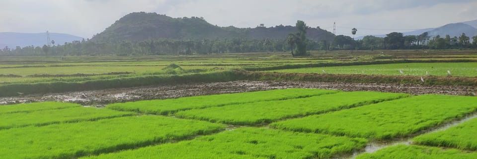 KKPalepu's profile banner image