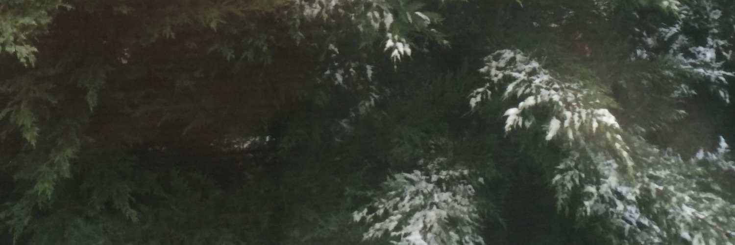 loucactus's profile banner image