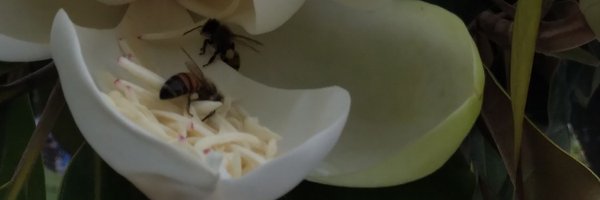 ClaraBianchii Profile Banner