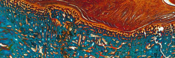 MaxPlanckQLD Profile Banner