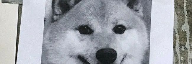 theShiba65's profile banner image