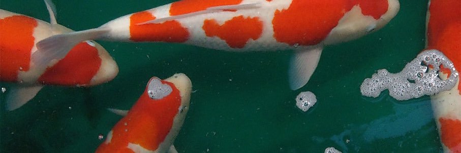 Makchicken banner
