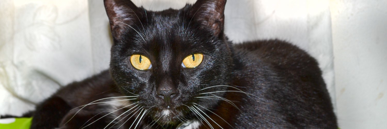 La Lamprea no solo es un feo pez banner