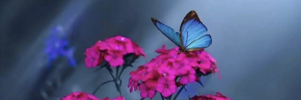 CmButterflyxyz Profile Banner