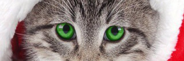 lillybe's profile banner image