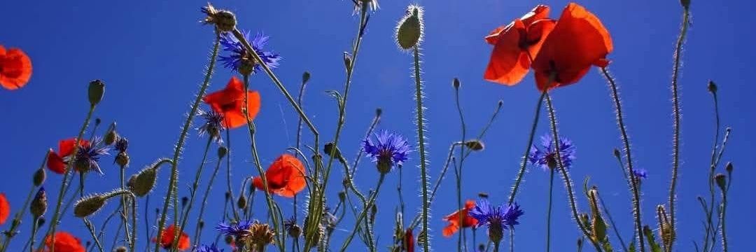 Jack 🇨🇵 banner