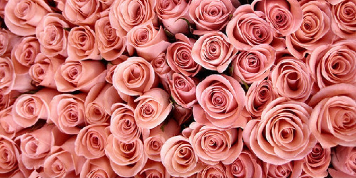 VeronicaKangen's profile banner image