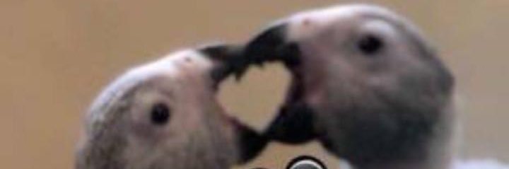مؤسسة موسوعة الطيور banner