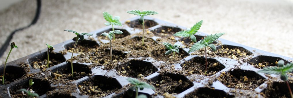 lrn2grow banner