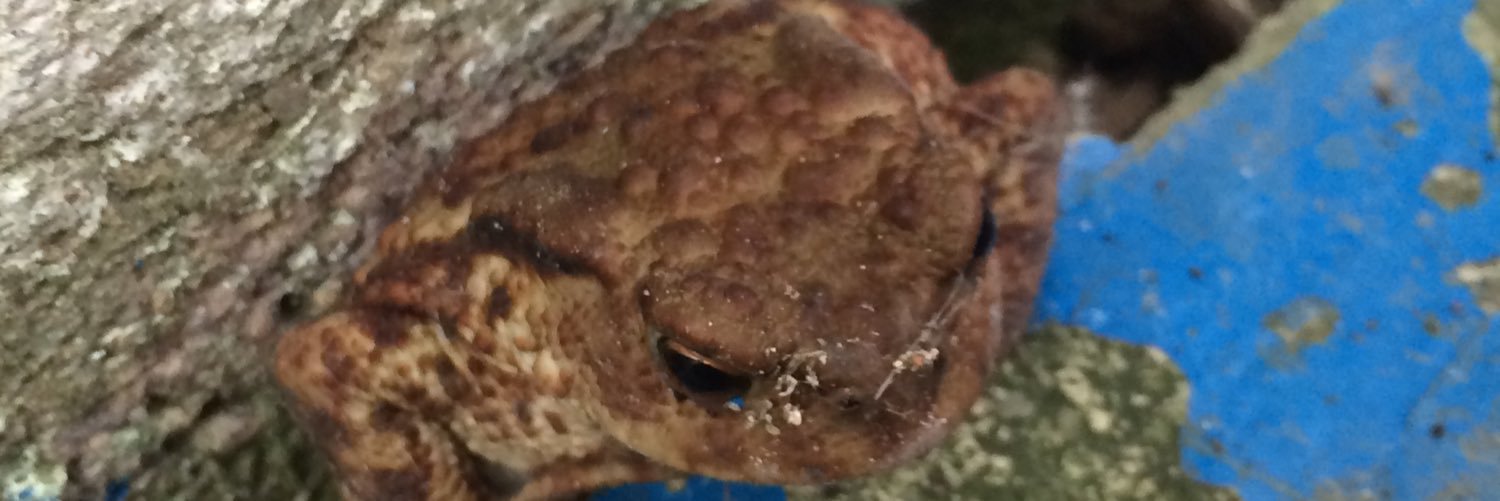 frogwith's profile banner image