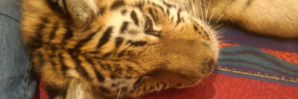 Tigress76's profile banner image