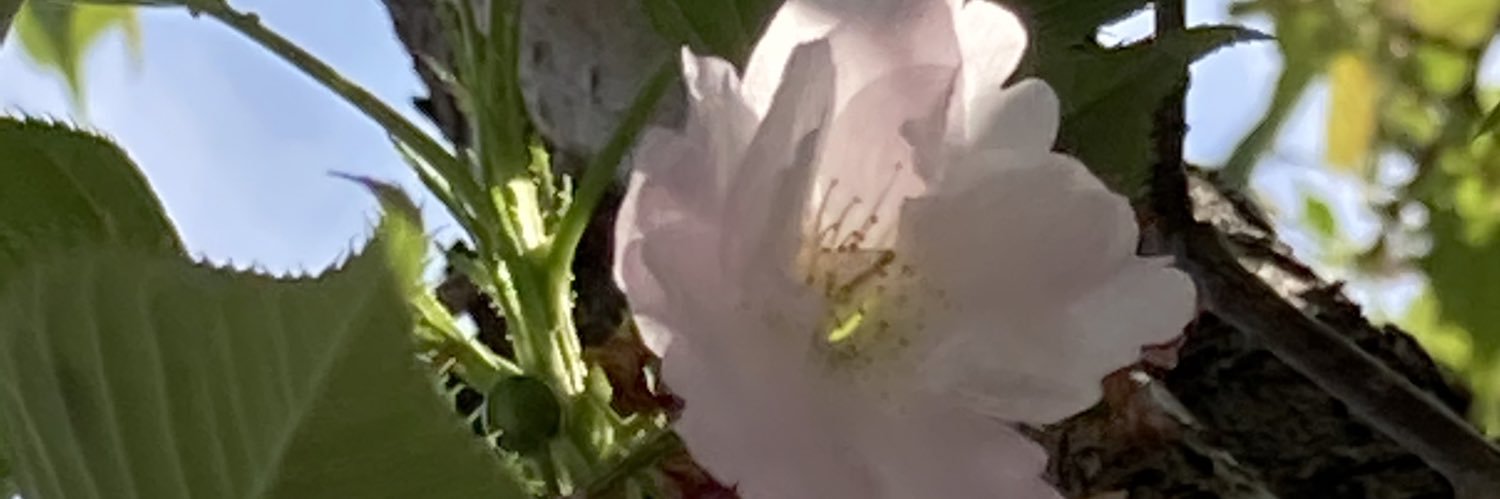 header image