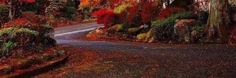 ann505's profile banner image