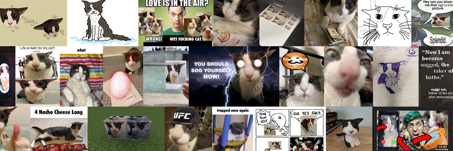 soggy cat's banner