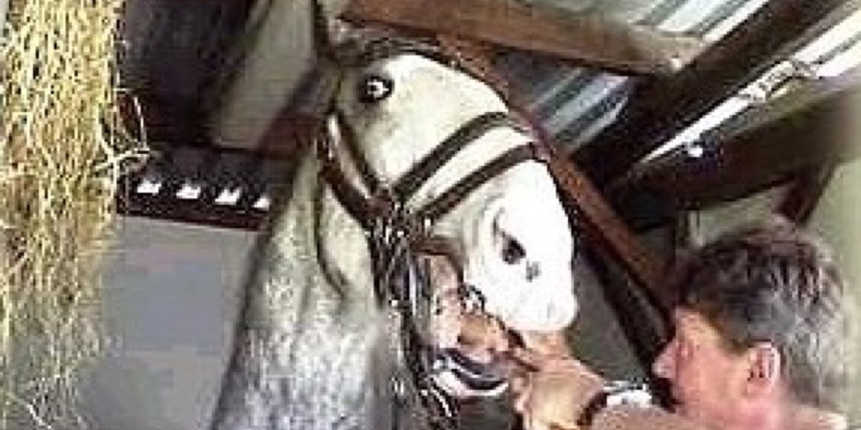 Equine Dental banner