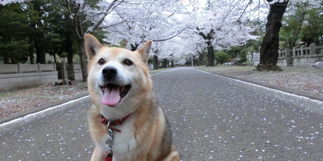 poshpoochtokyo's profile banner image