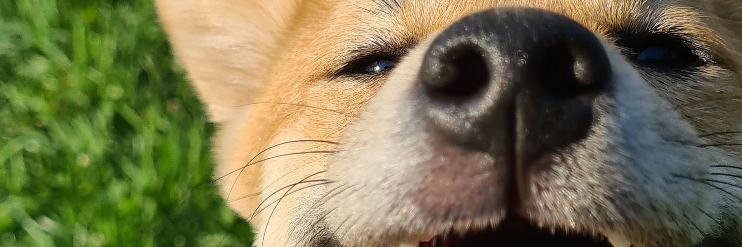 FlorineGtz's profile banner image