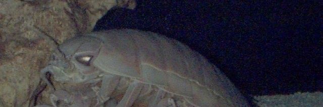 NauticlillsTwit's banner
