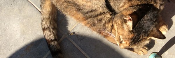 AoLovik Profile Banner