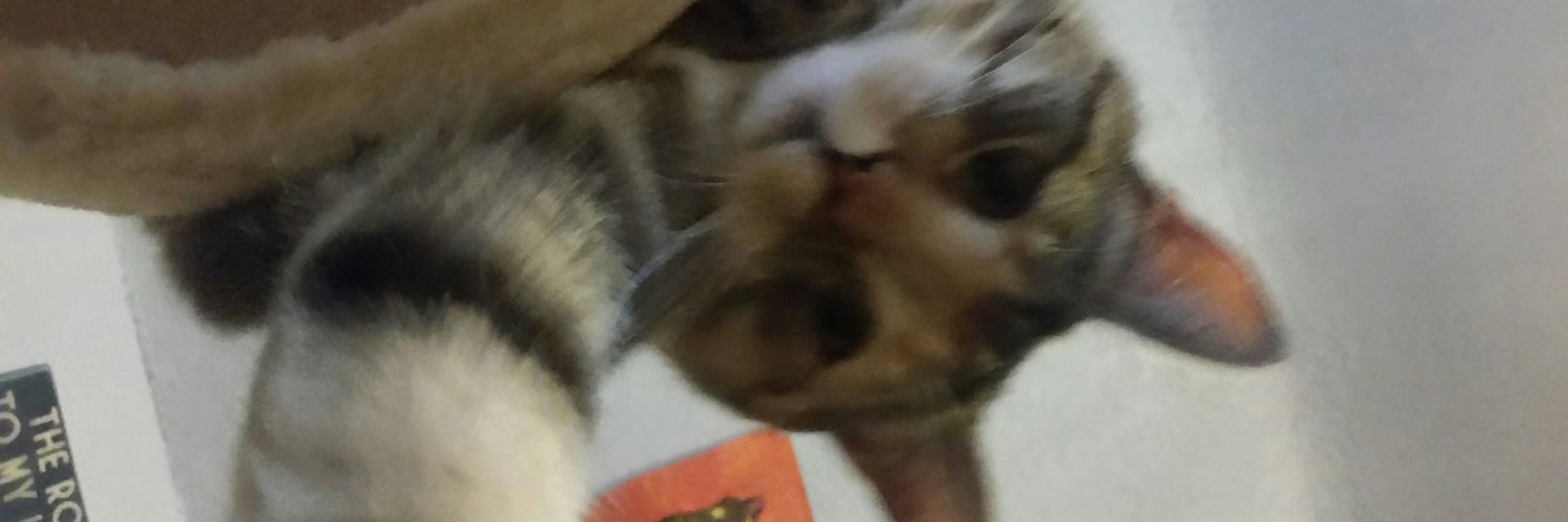 ApplecatDOTA's profile banner image