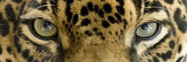 VilhenaGuy's profile banner image