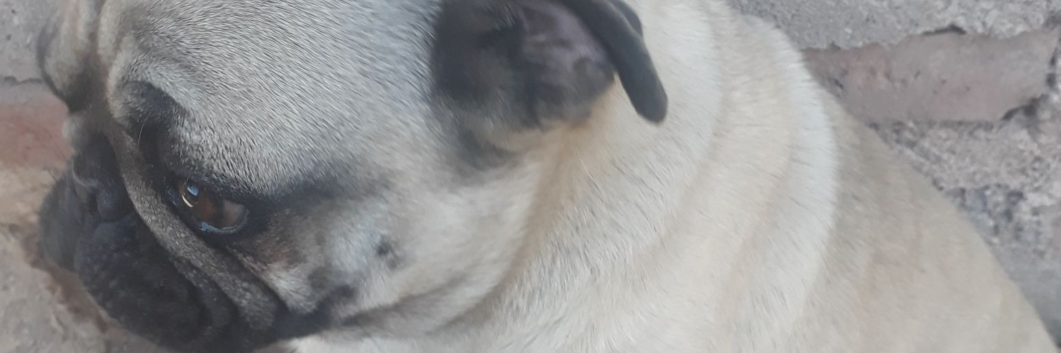 Nicovieddo's profile banner image